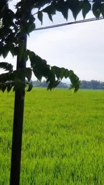 Tarım ve tarım kavramı