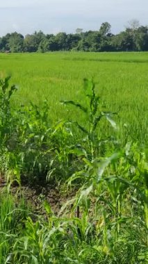 Kırsal manzarası çok güzel.