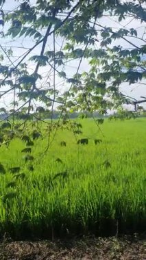 Yeşil pirinç alan Endonezya 