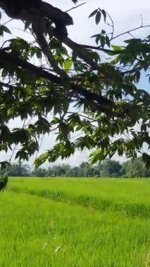 Ormandaki yeşil çim tarlası