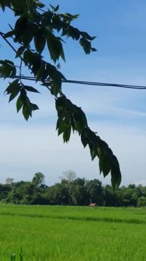 Yeşil pirinç alan Endonezya 