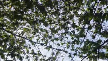 yeşil yapraklar, bitkiler ve yapraklar