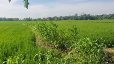 Kırsal alanda pirinç