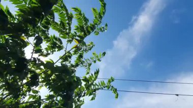 Ormanda yeşil yapraklar