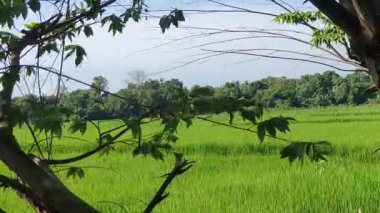 Mavi gökyüzü ve beyaz bulutlu yeşil alan