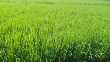 Yeşil pirinç tarlası, tarım