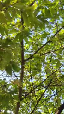 Ormanda yeşil yapraklar