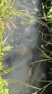 Nehir ve ormanlı güzel bir manzara.