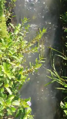 Bahçede yeşil yapraklar