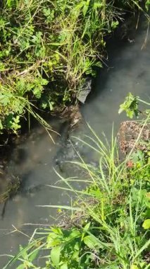 Ormanda küçük bir dere.