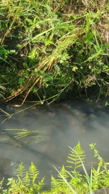 Ormandan akan su akıntısı