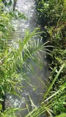 Bahçedeki yeşil bitkiler