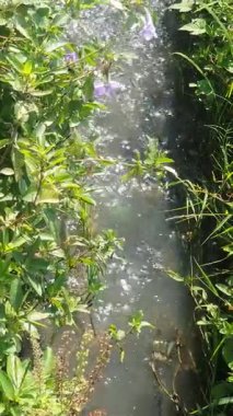 Ormandaki nehrin güzel manzarası