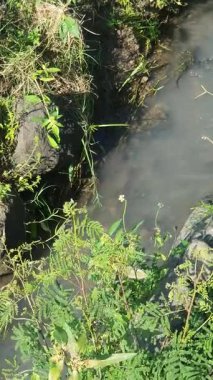 Ormanın güzel manzarası