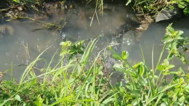 Ormanda nehri olan güzel bir manzara.