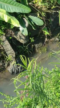 Ormanda küçük bir nehir.