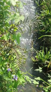 Bahçede yeşil yapraklar ve su akıntısı