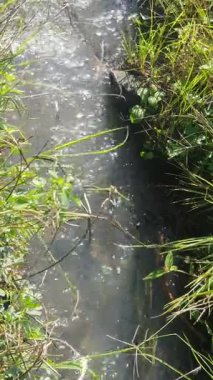 Ormanda bir su akıntısı.