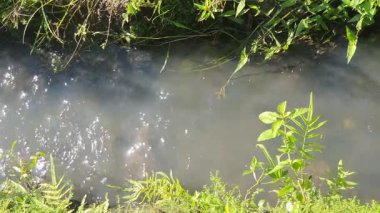 Yeşillik ve ağaçlarla çevrili güzel bir nehir görüntüsü.