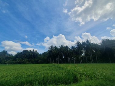 Yeşil tarlası olan güzel bir manzara.