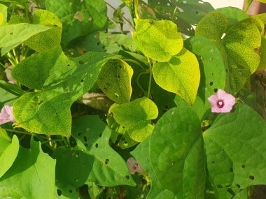 Güzel botanik fotoğrafı, doğal duvar kağıdı.