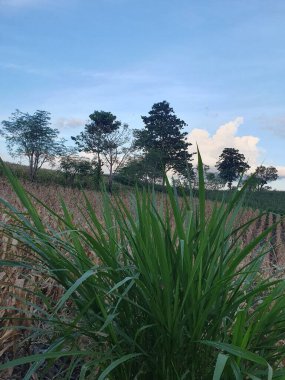 Ağaçlı ve ağaçlı güzel bir manzara.