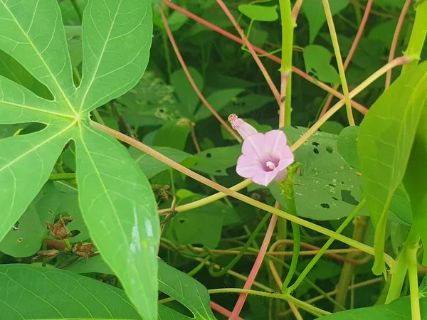yeşil yapraklar, bitkiler ve yapraklar