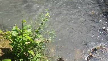 Ormanda güzel bir şelale