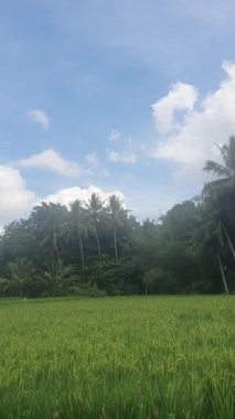 Tarlada güzel yeşil ağaçlar