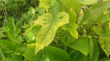 yeşil renk yapraklarını kapat