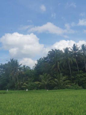 yeşil çimenler tarlada