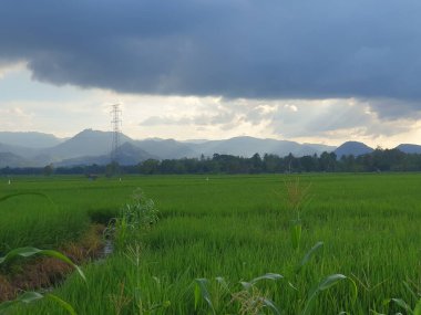 Yeşil pirinç tarlaları, dağlar ve gökyüzü