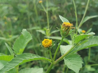 Bahçedeki güzel çiçekler