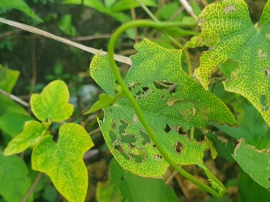 yeşil yapraklar, bitkiler ve yapraklar
