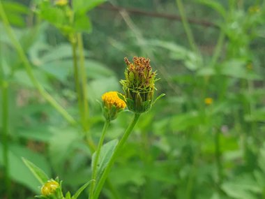 Sarı çiçekler ve yeşil yapraklar 
