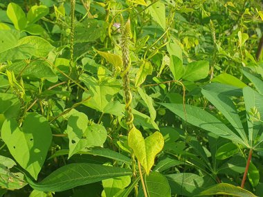 Bahçedeki yeşil bitkiler ve yapraklar