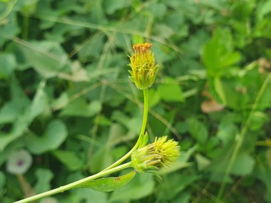 Yeşil yapraklar, bitki örtüsü, bitki yaprakları.