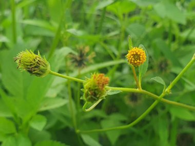Bahçedeki güzel çiçekler