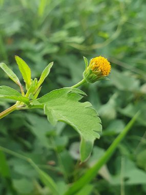 Güzel botanik fotoğrafı, doğal duvar kağıdı.