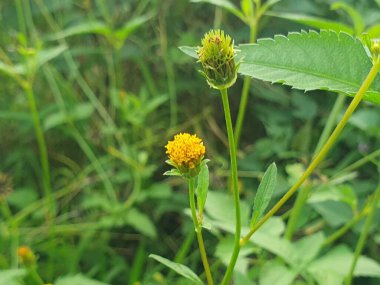 Bahçedeki güzel çiçekler