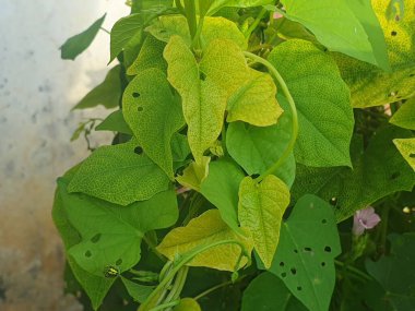 Bahçedeki yeşil yapraklar