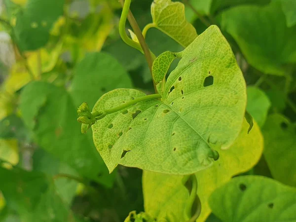 Bahçede yeşil yapraklar