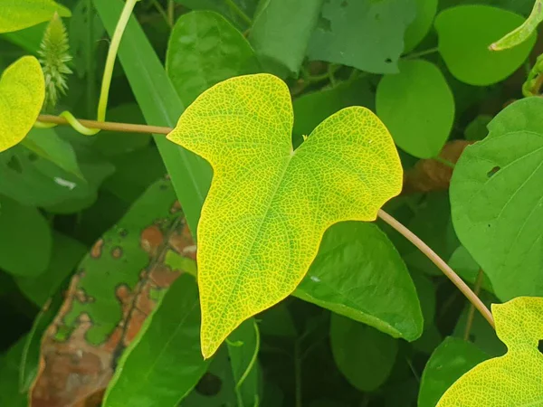 yeşil yapraklar, bitki yaprakları