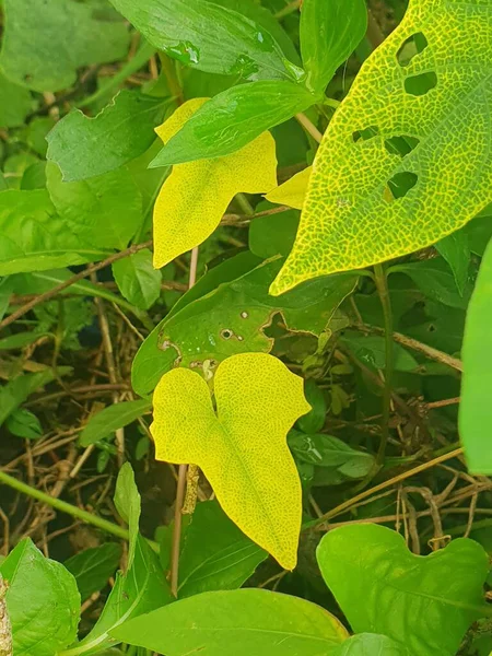 Bahçede yeşil yapraklar