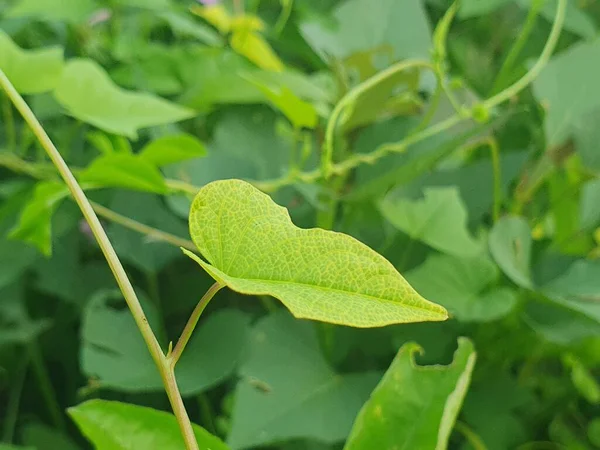 Bahçede yeşil yapraklar