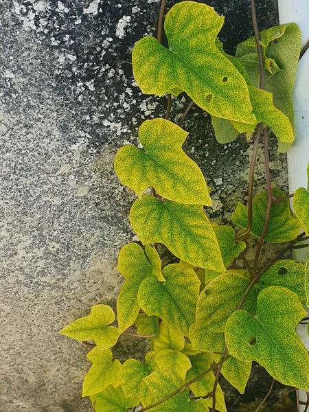 beyaz arkaplanda yeşil yapraklar