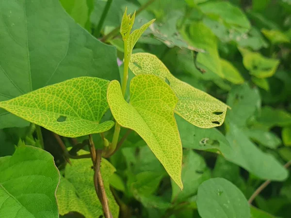 yeşil yapraklar, bitkiler ve yapraklar