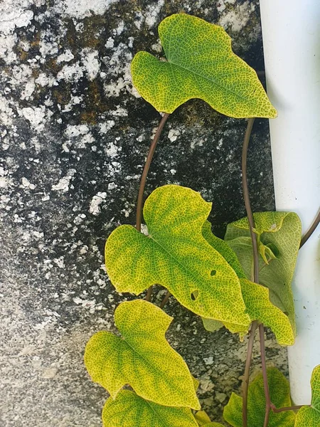 Bahçede yeşil yapraklar