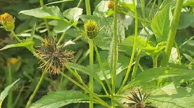 Parktaki güzel çiçekler.