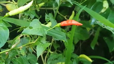 Çalıların üzerinde kırmızı biber